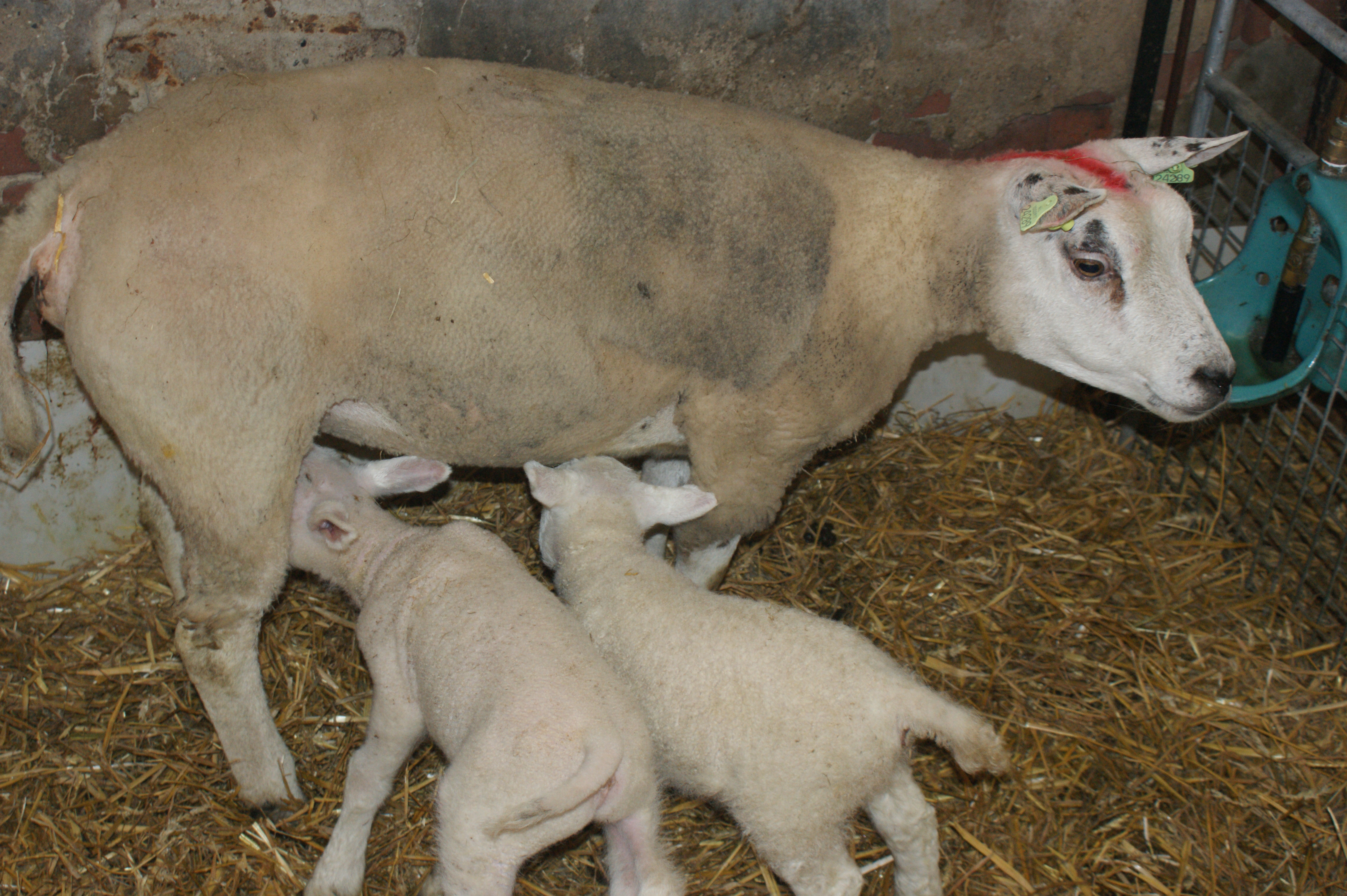 Bezoek boerderij